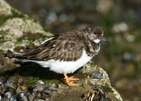 Turnstone Arenaria interpres