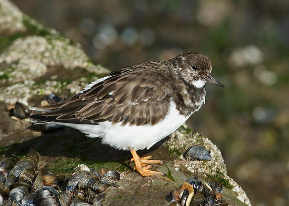 Turnstone Arenaria interpres