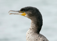 Shag Phalocrocorax aristotelis
