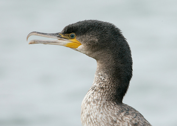 Shag Phalocrocorax aristotelis