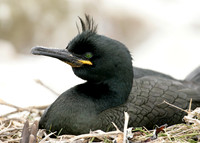 Shag Phalocrocorax aristotelis