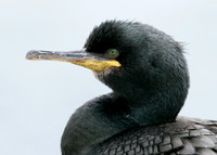 Shag Phalocrocorax aristotelis