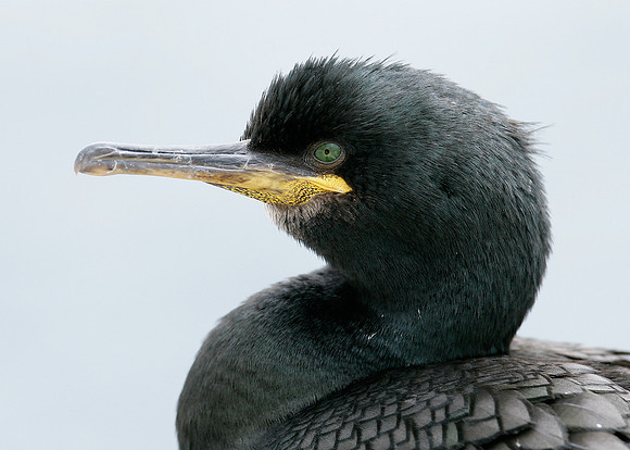Shag Phalocrocorax aristotelis