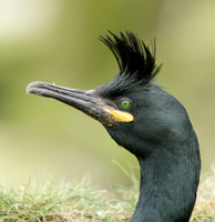 Shag Phalocrocorax aristotelis