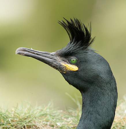 Shag Phalocrocorax aristotelis