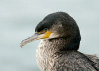 Shag Phalocrocorax aristotelis