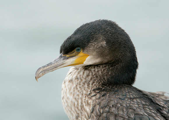Shag Phalocrocorax aristotelis