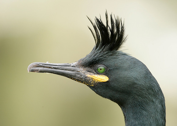 Shag Phalocrocorax aristotelis