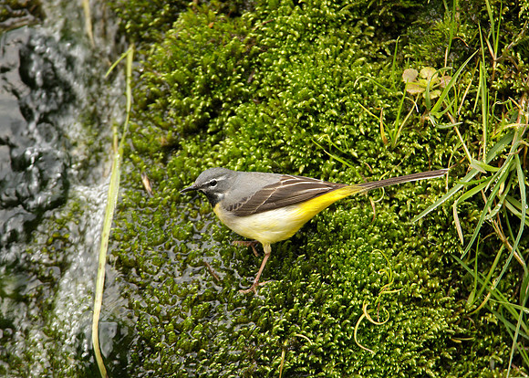 Grey Wagtail Motacilla cinerea