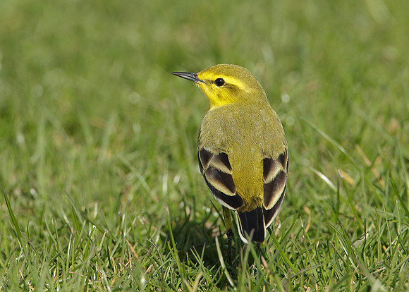 Yellow Wagtail Motacilla flava