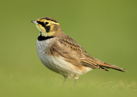 Shorelark Eremophila alpestris
