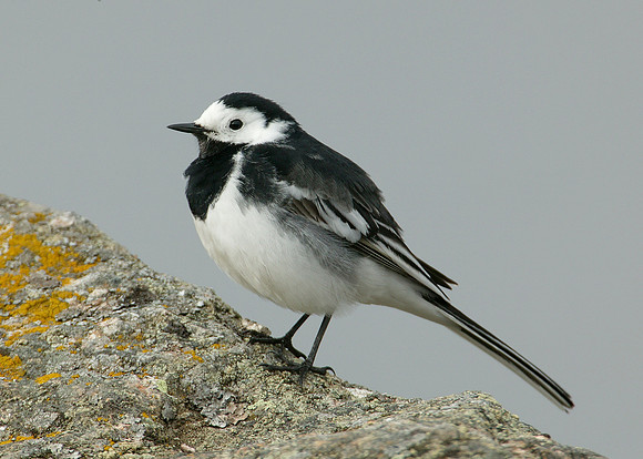 Pied Wagtail Motacilla alba