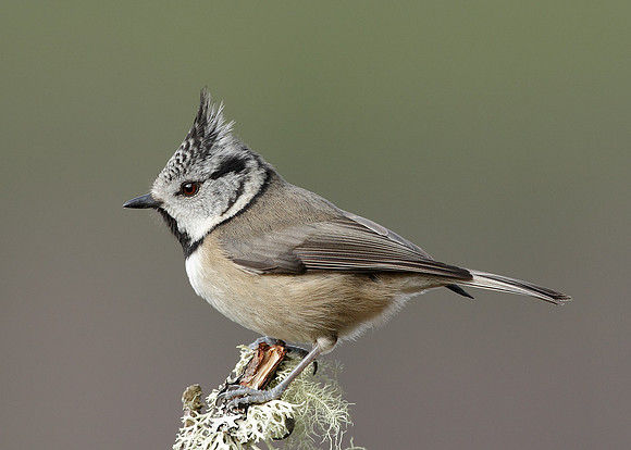 Crested Tit Lophophanes cristatus