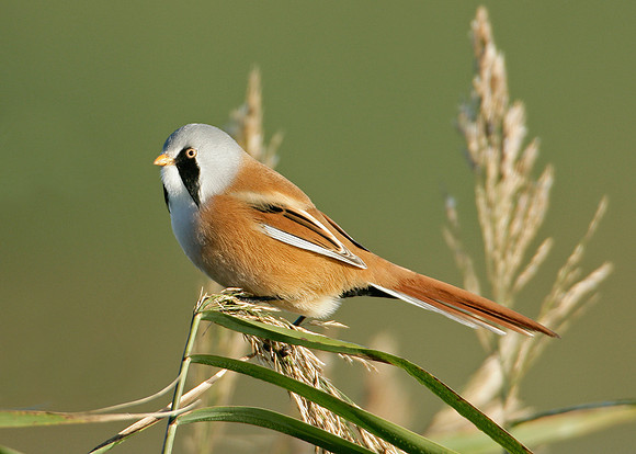 Bearded Tit Panurus biarmicus