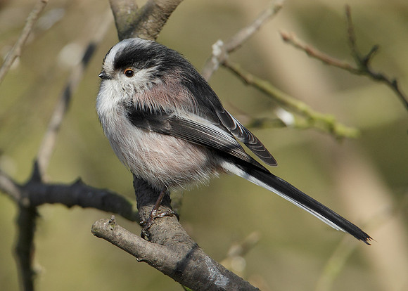 Long-tailed Tit Aegithalos caudatus
