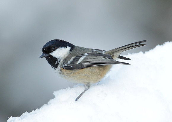 Coal Tit Periparus ater