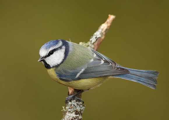 Blue Tit Cyanistes caeruleus