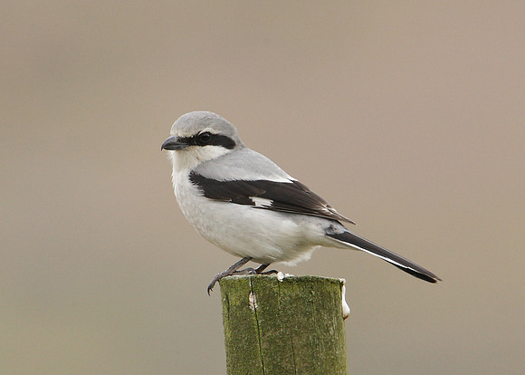 Great Grey Shrike Lanius excubitor