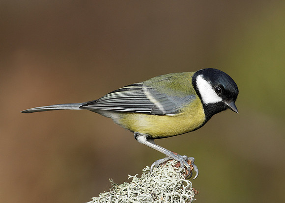 Great Tit Parus major