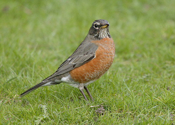 American Robin Turdus migratorius