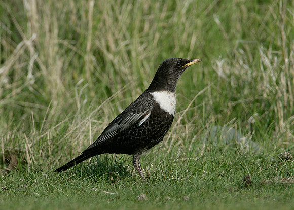 Ring Ouzel Turdus torquatus