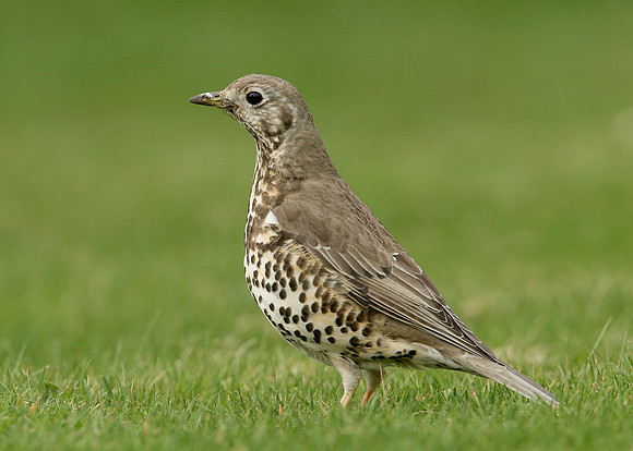 Mistle Thrush Turdus viscivorus