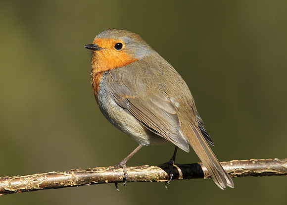 Robin Erithacus rubecula