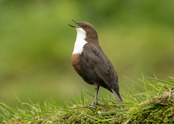 Dipper Cinclus cinclus
