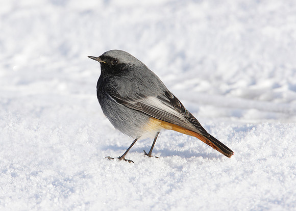 Black Redstart Phoenicurus ochruros