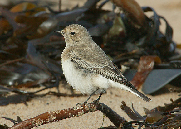 Pied Wheatear Oenanthe pleschanka