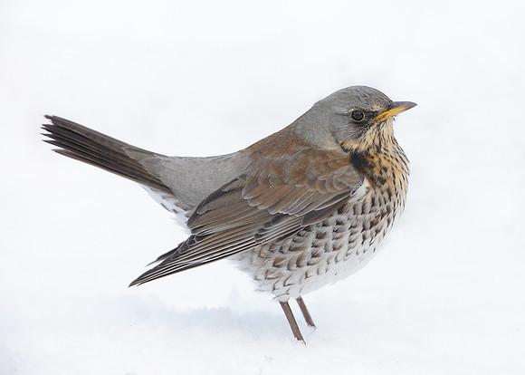 Fieldfare Turdus pilaris
