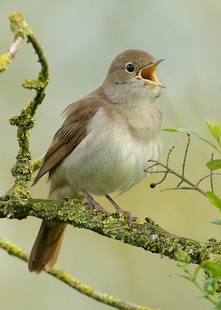Nightingale Luscinia megarhynchos