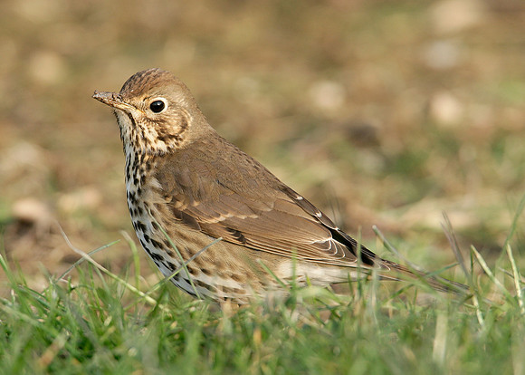 Song Thrush Turdus philomelos