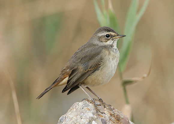 Bluethroat Luscinia svecica