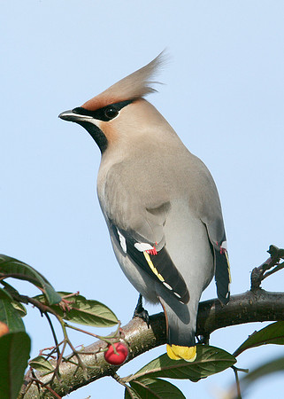 Waxwing Bombycilla garrulus