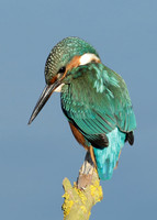 Kingfisher Alcedo atthis