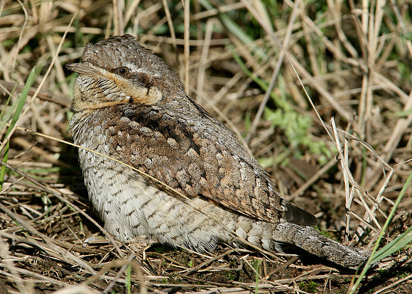 Wryneck Jynx torquilla