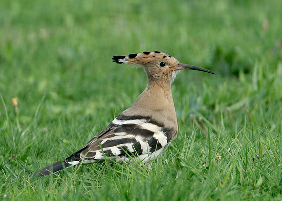 Hoopoe Upupa epops