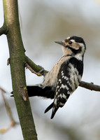 Lesser Spotted Woodpecker Dendrocopus minor