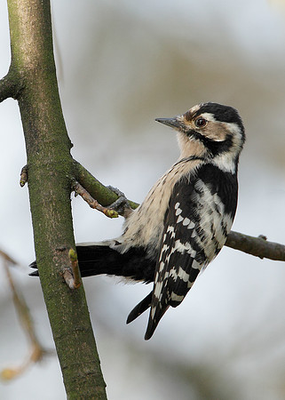 Lesser Spotted Woodpecker Dendrocopus minor