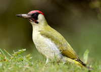 Green Woodpecker Picus viridis