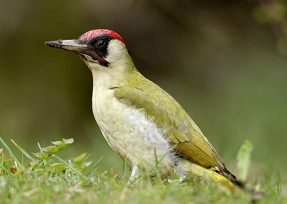 Green Woodpecker Picus viridis