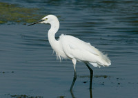 Little Egret Egretta garzetta