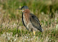 Green Heron Butorides striatus virescens