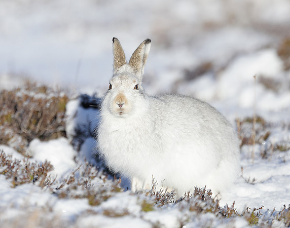 Mountain Hare Lepus timidus