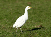 Cattle Egret Bubulcus ibis