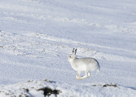 Mountain Hare Lepus timidus