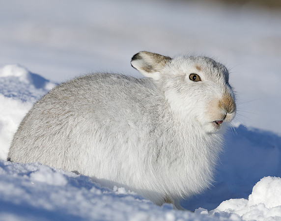 Mountain Hare Lepus timidus