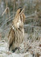 Bittern Botaurus stellaris