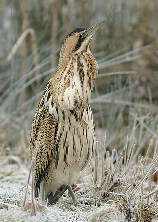 Bittern Botaurus stellaris